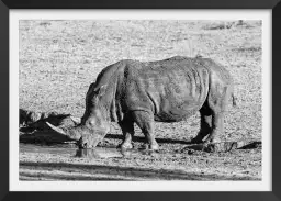 Rhino en savane - poster animaux