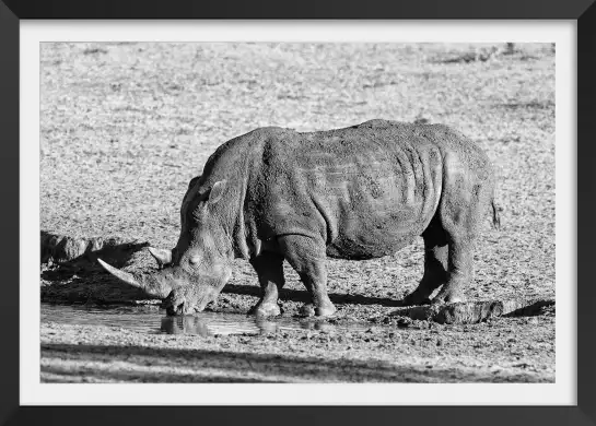 Rhino en savane - poster animaux