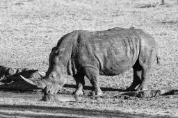 Rhino en savane - poster animaux