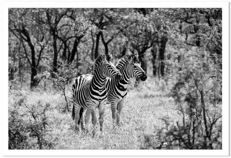 Savane en noir et blanc - poster animaux