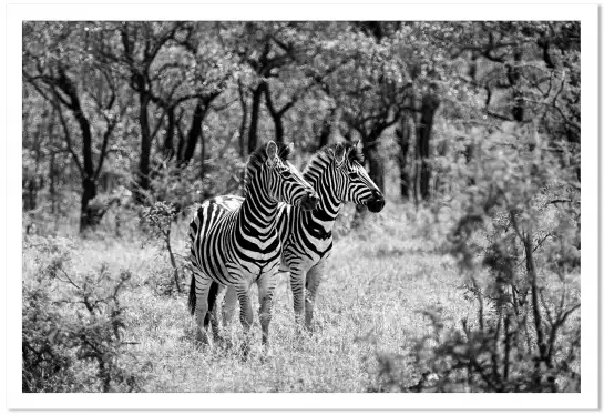 Savane en noir et blanc - poster animaux