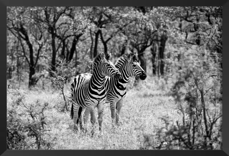 Savane en noir et blanc - poster animaux