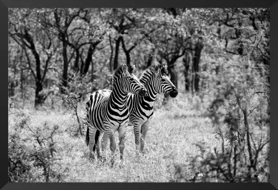 Savane en noir et blanc - poster animaux