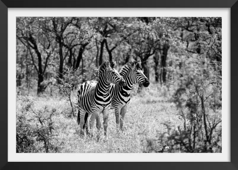 Savane en noir et blanc - poster animaux