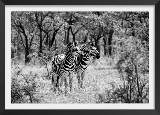 Savane en noir et blanc - poster animaux