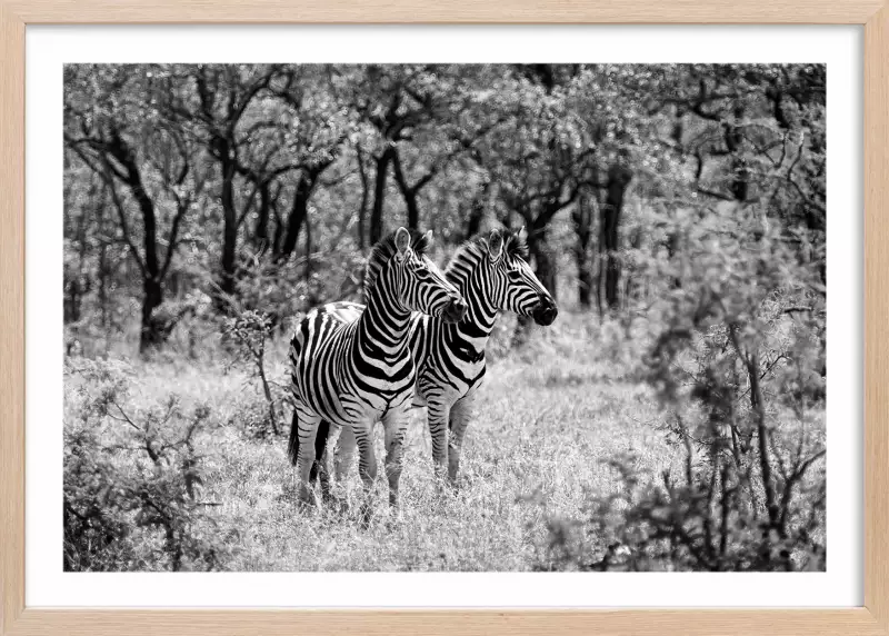 Savane en noir et blanc Poster d animaux