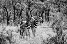 Savane en noir et blanc - poster animaux