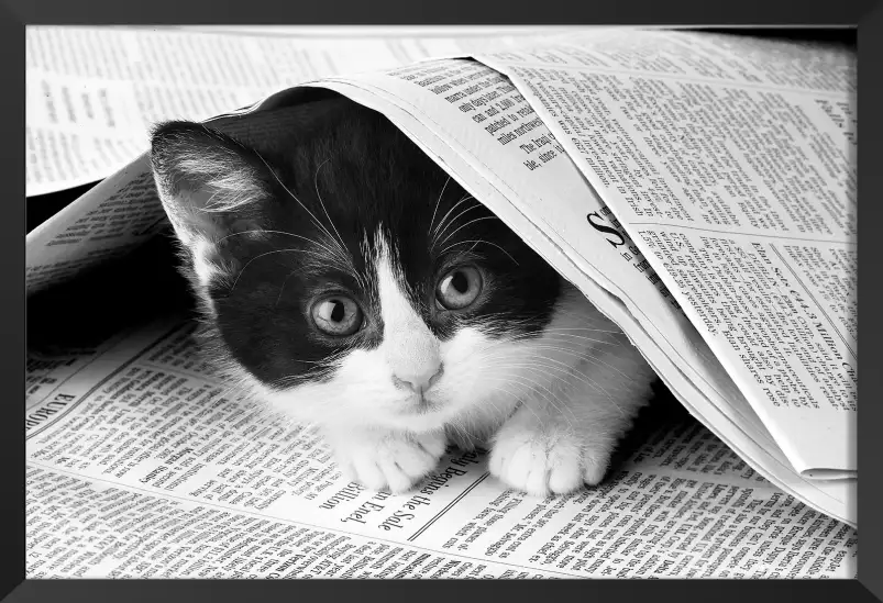 Chat dans journal - photo animaux noir et blanc