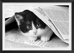 Chat dans journal - photo animaux noir et blanc