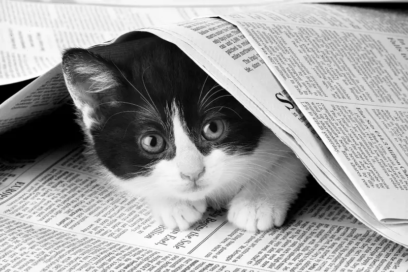 Chat dans journal - photo animaux noir et blanc