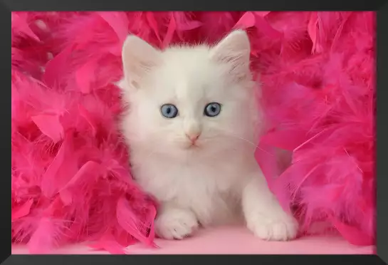 Chaton et plumes roses - portrait animaux