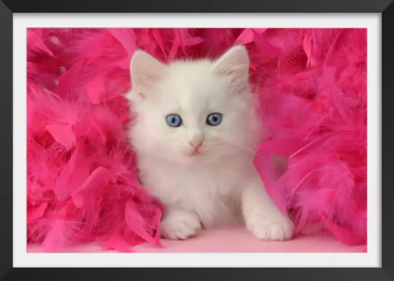 Chaton et plumes roses - portrait animaux