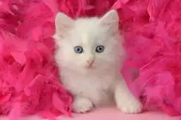 Chaton et plumes roses - portrait animaux