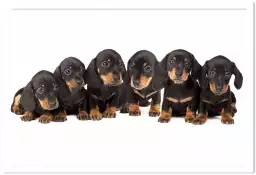 Les six petits chiots - poster chien