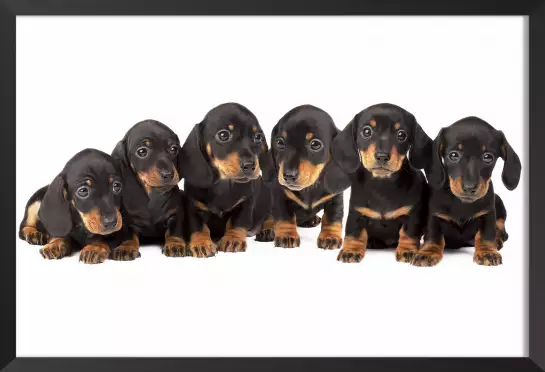 Les six petits chiots - poster chien