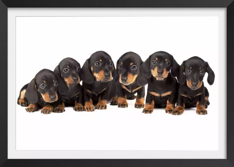 Les six petits chiots - poster chien