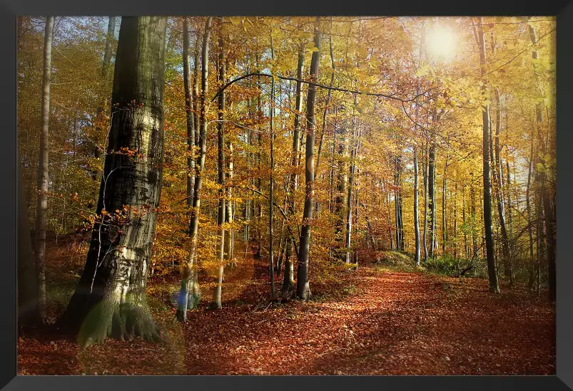 Foret au couleurs d'automne - affiche foret