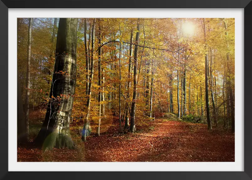 Foret au couleurs d'automne - affiche foret