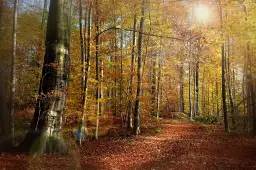 Foret au couleurs d'automne - affiche foret