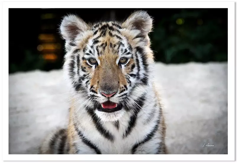 Bébé tigre - portrait animaux