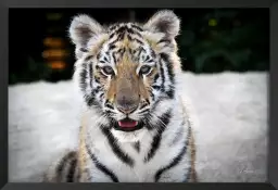 Bébé tigre - portrait animaux