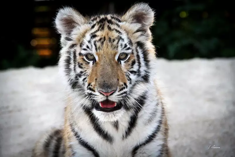 Bébé tigre - portrait animaux