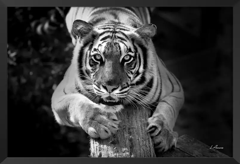 Tigre jade - portrait animaux