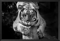 Tigre jade - portrait animaux