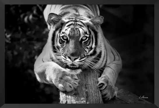 Tigre jade - portrait animaux