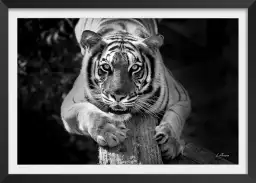 Tigre jade - portrait animaux