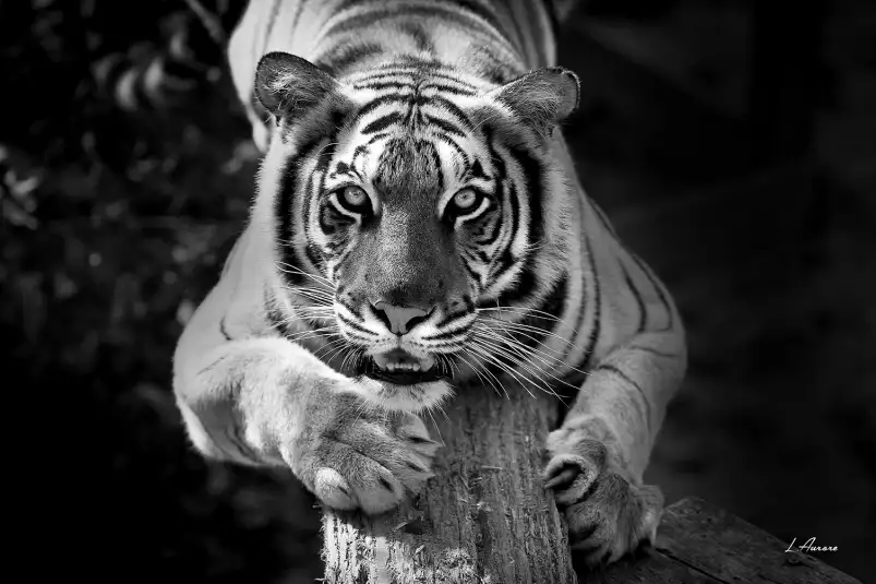 Tigre jade - portrait animaux