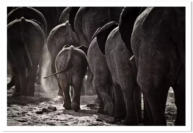 Cap afrique - tableau eléphant