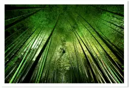 Forêt de bambous à kyoto - tableau japonisant