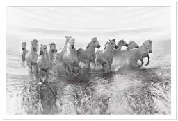 Camarguais au galop - posters chevaux