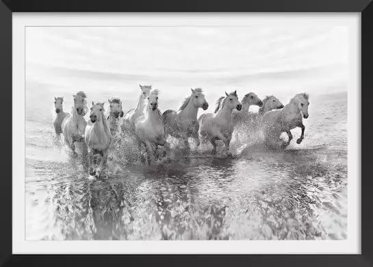 Camarguais au galop - posters chevaux
