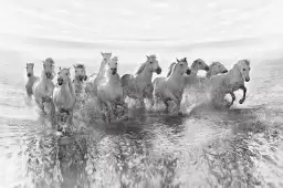 Camarguais au galop - posters chevaux