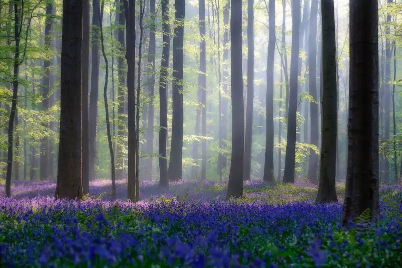 Jacinthes et sous-bois - tableaux fleurs