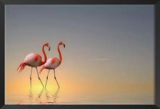 Flamands - tableaux oiseaux colorés