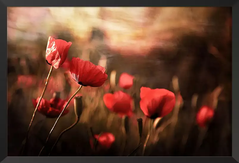 Coquelicots en été - tableau coquelicot