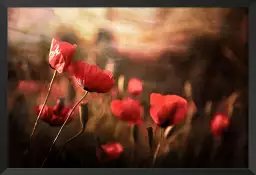 Coquelicots en été - tableau coquelicot