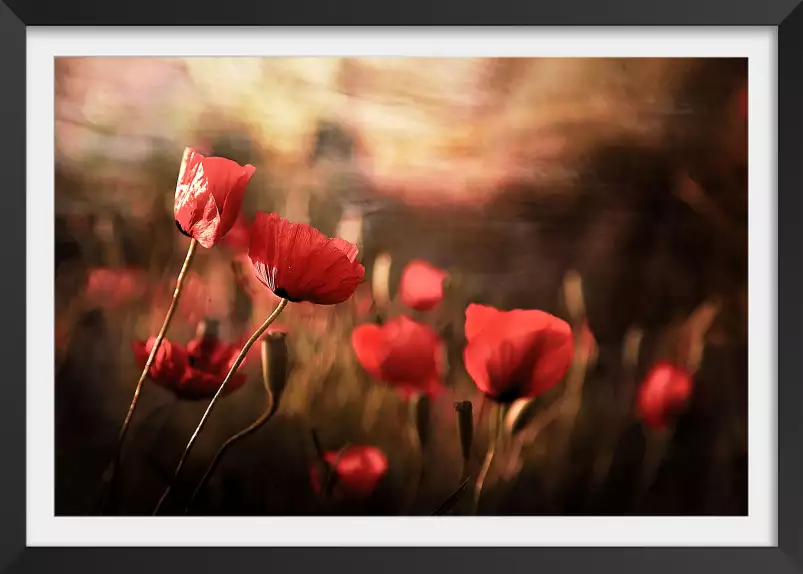 Coquelicots en été - tableau coquelicot