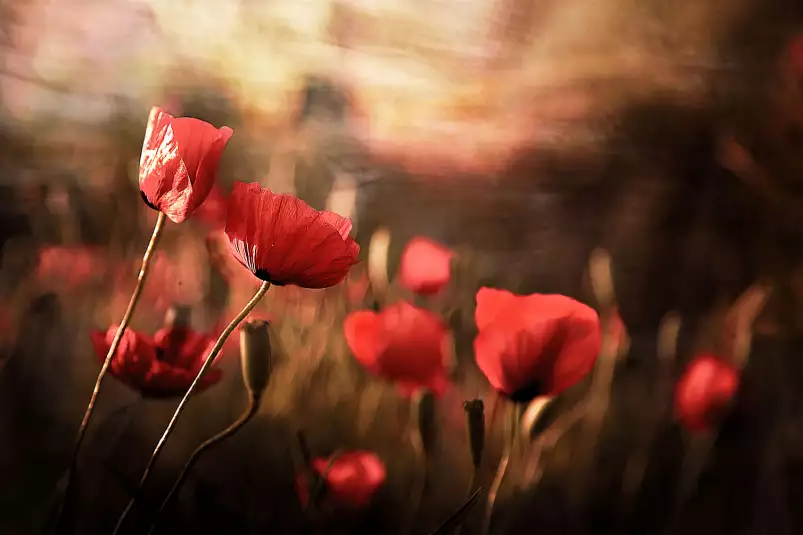 Coquelicots en été - tableau coquelicot