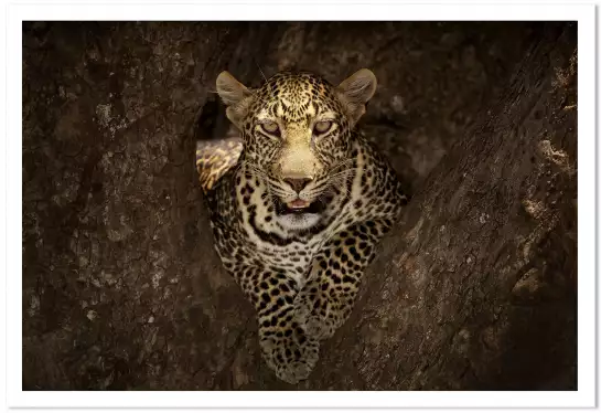 Masai léopard - poster animaux