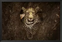 Masai léopard - poster animaux