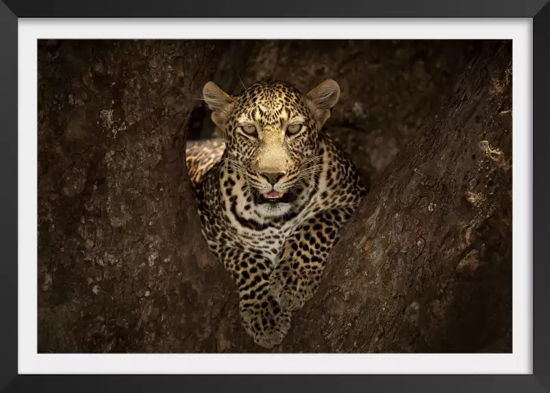 Masai léopard - poster animaux