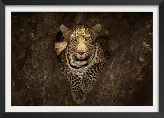 Masai léopard - poster animaux