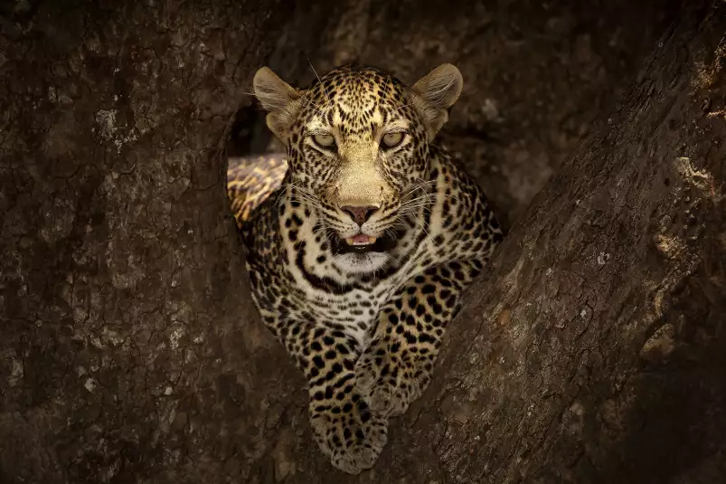 Masai léopard - poster animaux