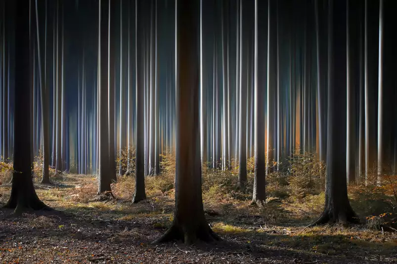 Forêt fantastique - tableau arbre