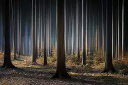 Forêt fantastique - tableau arbre