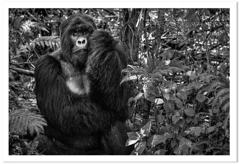 Jungle primate - affiche animaux
